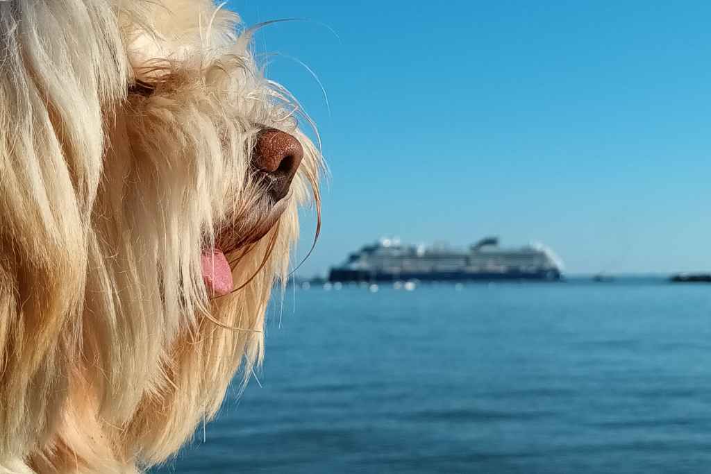 Inspirations & Séjours avec son chien : gros plan sur le profil d'un bichon havanais face à un paquebot sur la mer à Saint-Nazaire en Loire-Atlantique