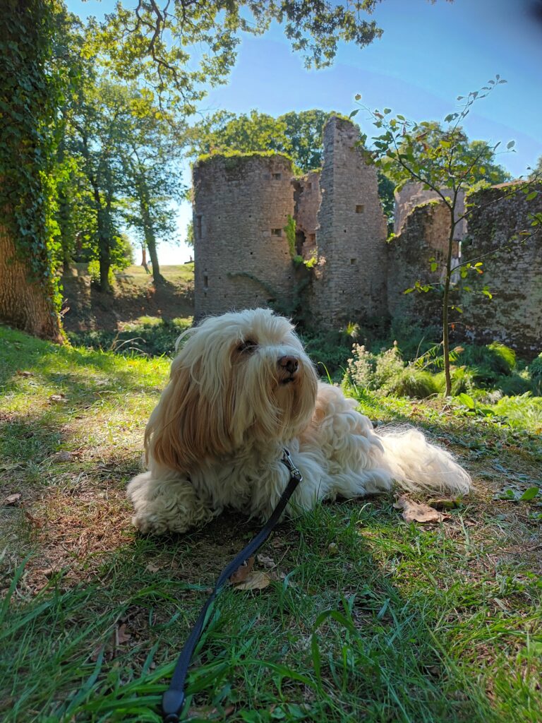 Zitou le chien reporter écoute la visite guidée au château de Ranrouët à Herbignac