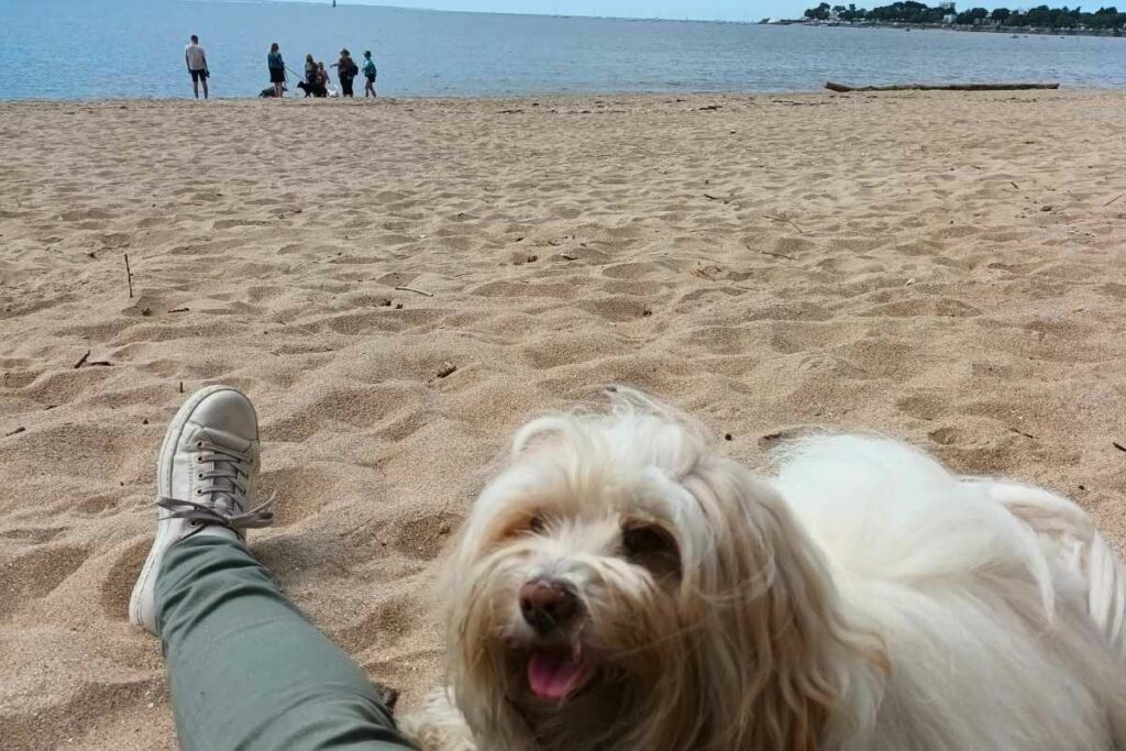 Plages de Loire-Atlantique avec son chien : bichon havanais allongé à côté de sa maîtresse sur la grande plage de Saint-Nazaire avec en arrière-plan des propriétaires de chiens et leurs chiens