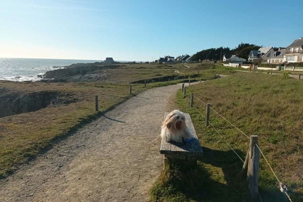 Balades & Randonnées avec son chien : Bichon havanais assis sur un banc du sentier de côte sauvage au Pouliguen