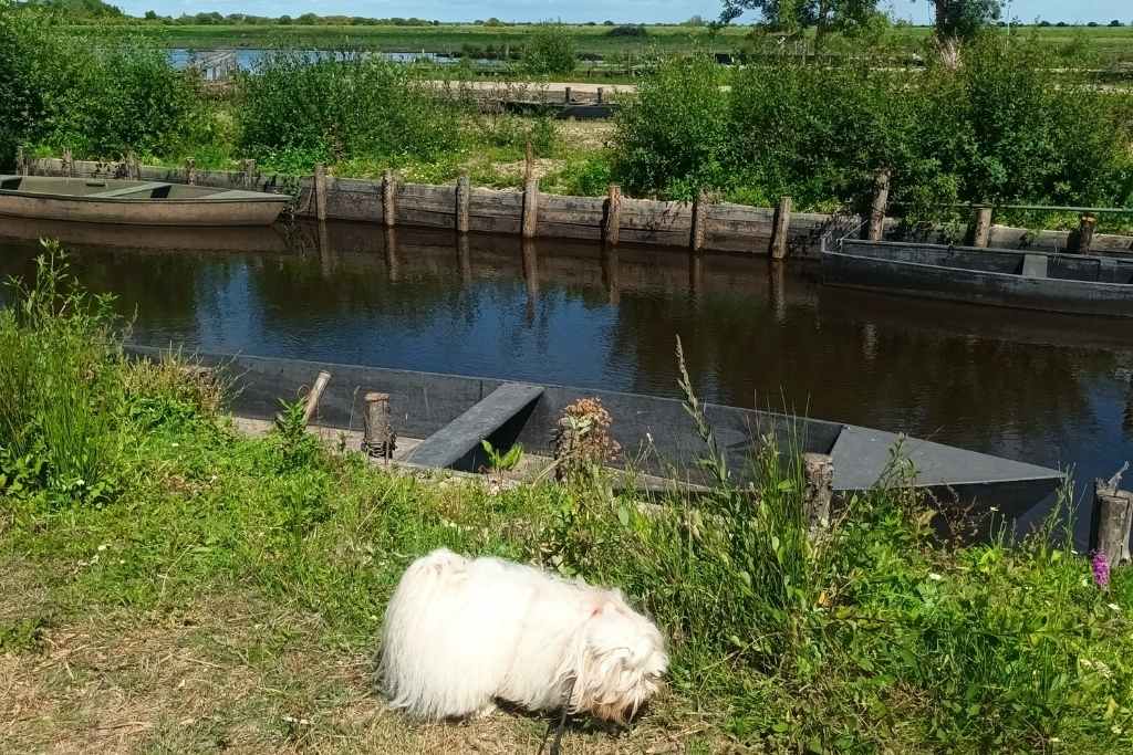 Balades & Randonnées avec son chien :