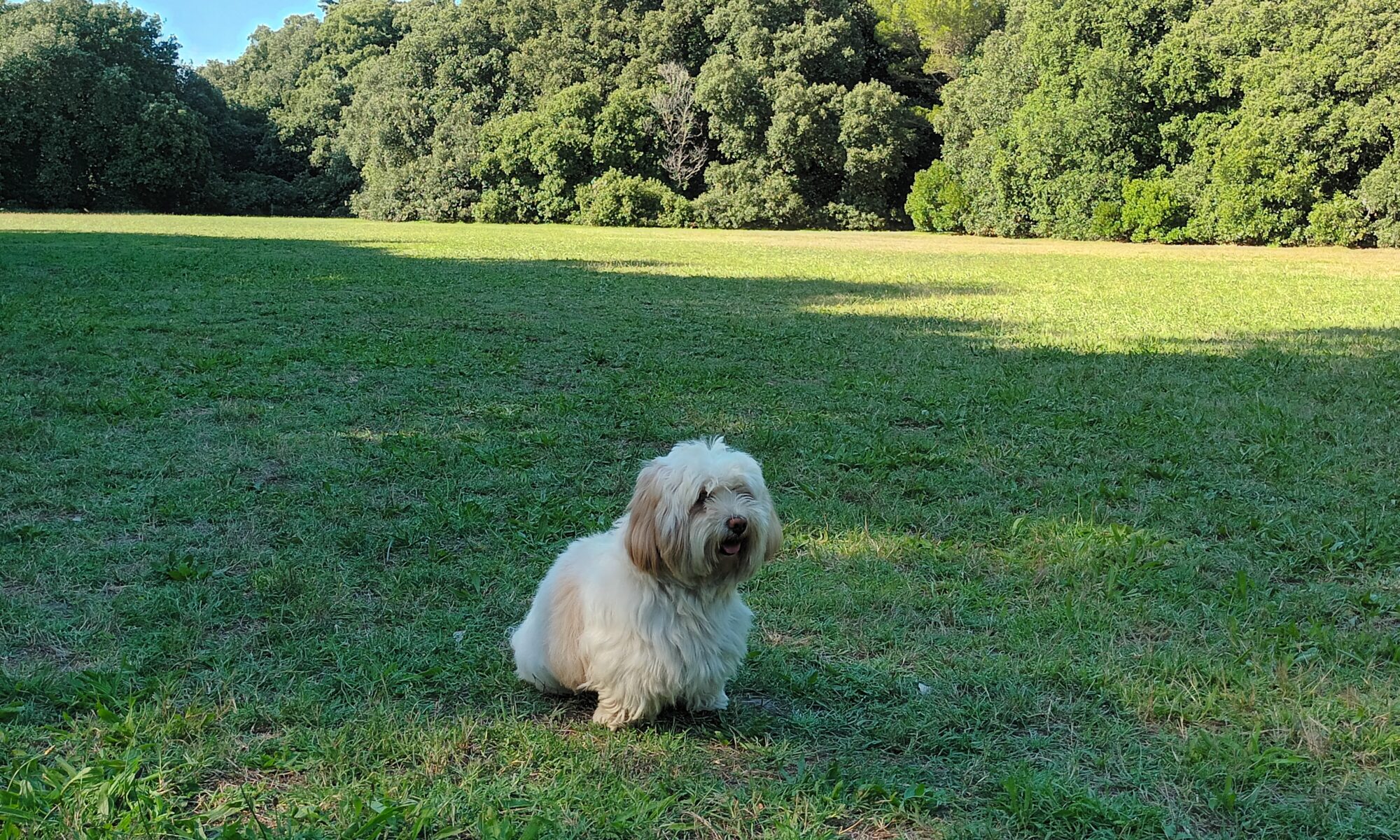 chien profitant de la prairie du parc de Penn Avel au Croisic en Loire-Atlantique