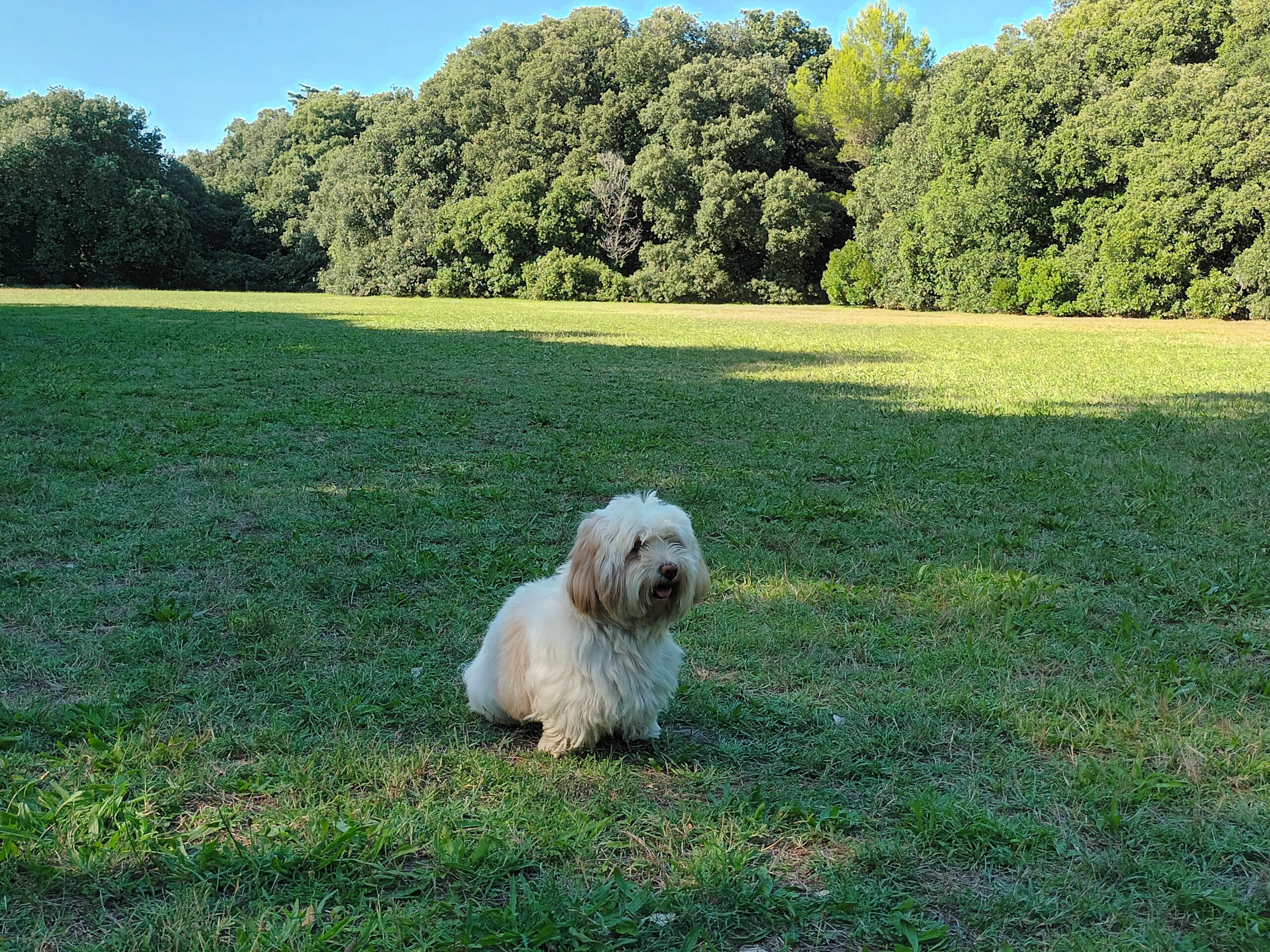 chien profitant de la prairie du parc de Penn Avel au Croisic en Loire-Atlantique