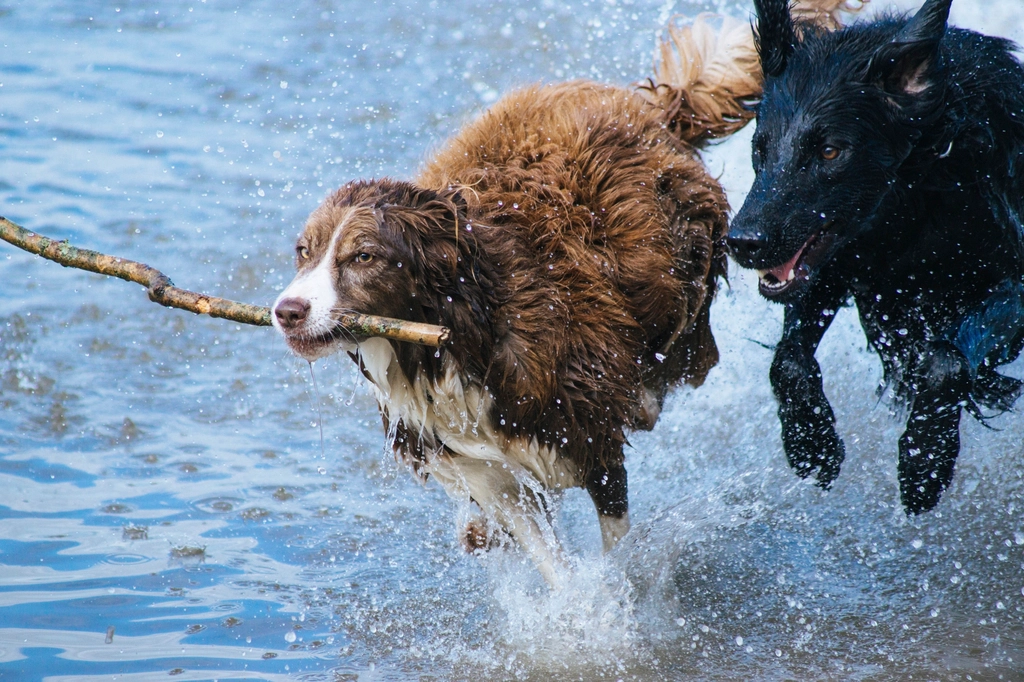 baignade estivale sécurisée de nos chiens : deux chiens jouant dans l'eau cet été sans danger