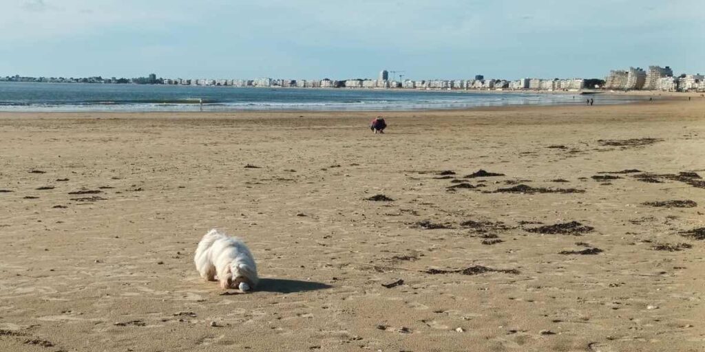 Les plages de Loire-Atlantique avec son chien : chien jouant sur la plage des libraires à Pornichet
