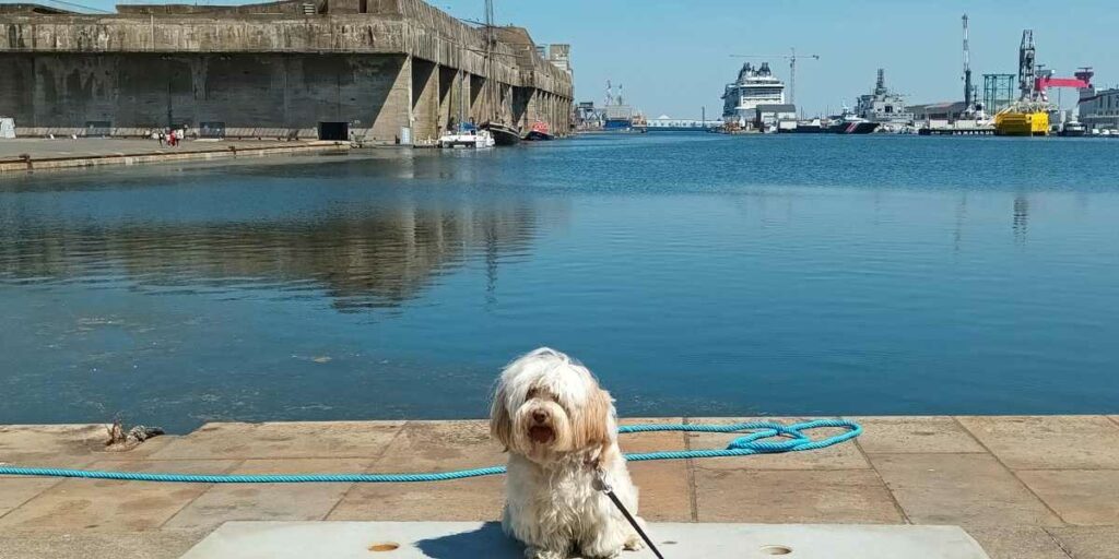 Bichon havanais assis devant le port, paquebot et base sous marine de Saint-Nazaire