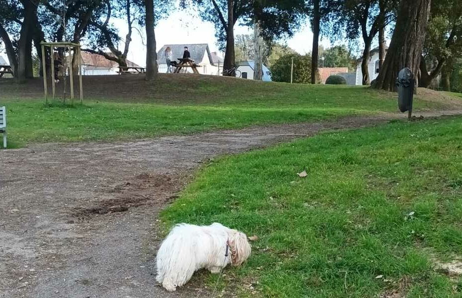 Parcs et Jardins avec son chien : chien reniflant l'herbe du Bois Joli à Pornichet