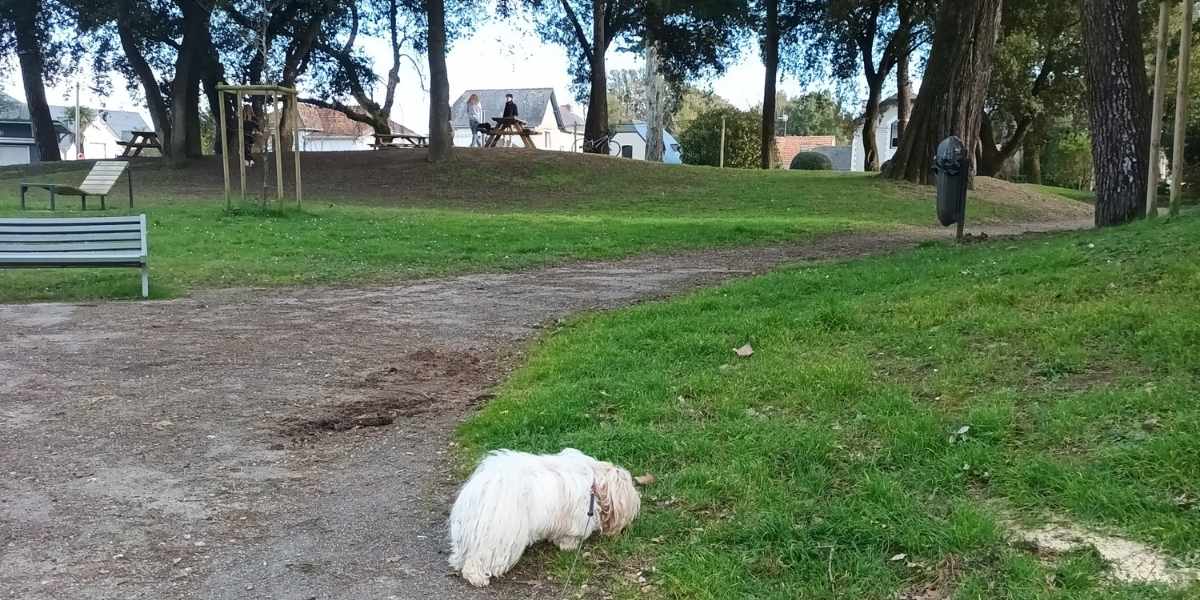 Parcs et Jardins avec son chien : chien reniflant l'herbe du Bois Joli à Pornichet