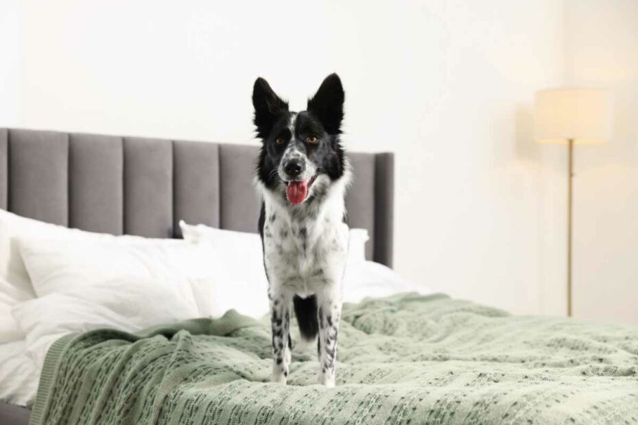 Hôtel avec son chien en Loire-Atlantique : Chambre confortable avec chien à l’hôtel B&B Saint Nazaire.