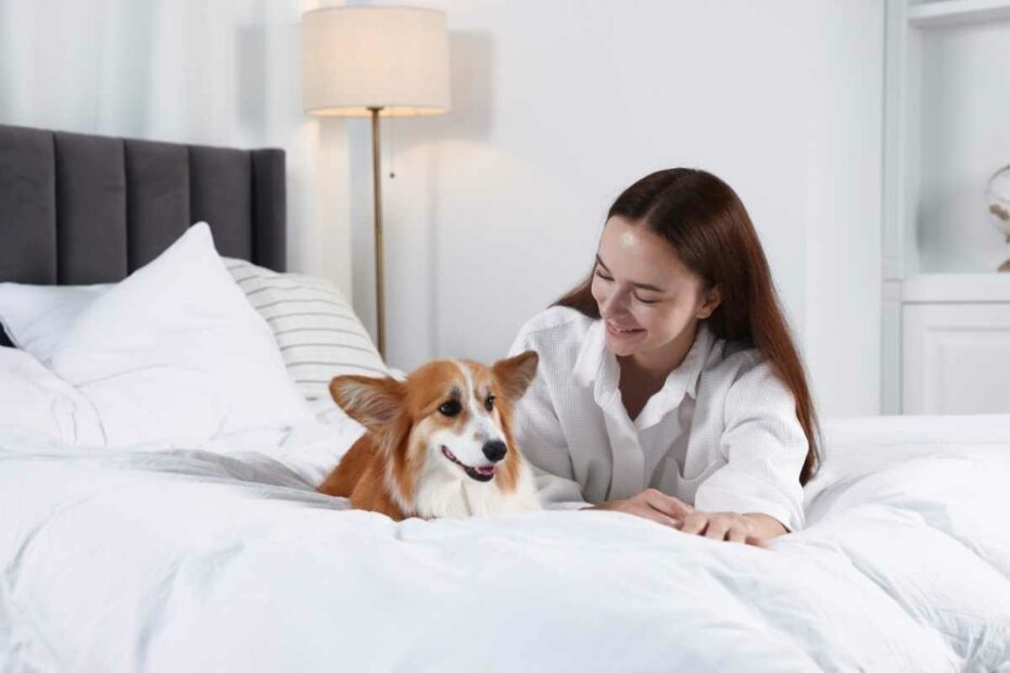 Hôtel avec son chien en Loire-Atlantique : Chambre avec chien au Brit Hôtel Saint-Nazaire Centre Gare