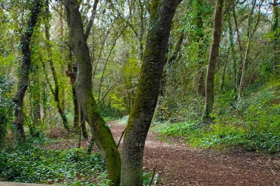 vue sur le sentier de la forêt d'Escoublac à la baule lors d'une balade chien