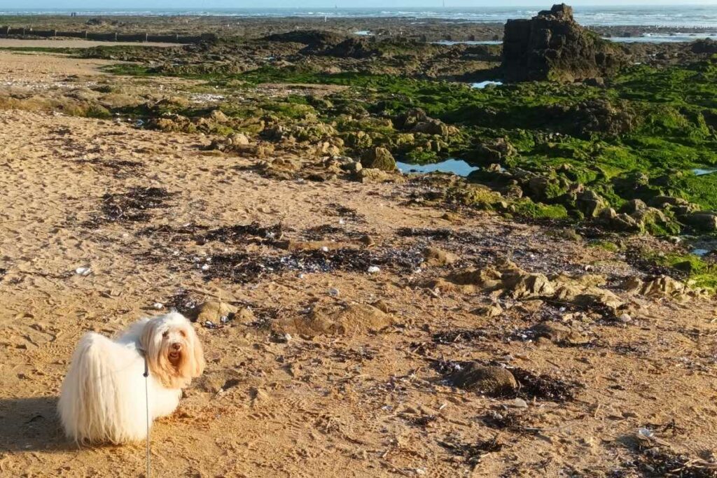 Les plages de Loire-Atlantique avec son chien : chien en balade sur La plage de Bonne source à marée basse devant les rochers dévoilés