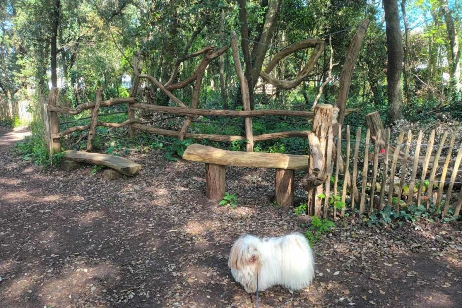 Patrimoine & Sites Culturels avec son chien : chien sur le sentier ombragé devant un banc en bois découvrant le Bois des Evens à Pornichet
