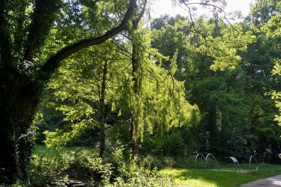 Balades & Randonnées avec son chien : vue du sentier sur les équipements sportifs au milieu de la végétation lors d'une balade chien ombragée