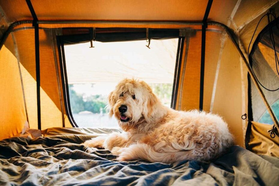 Camping Capfun de l’Eve chien accepté à Saint-Nazaire