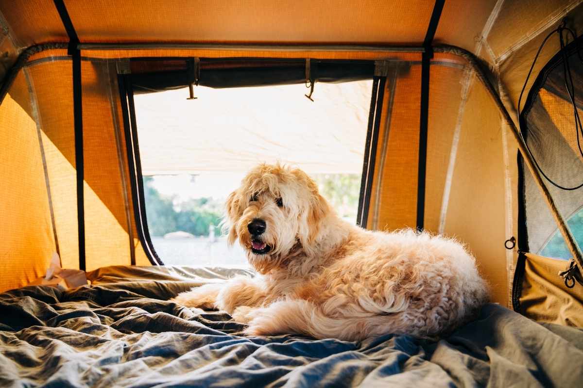 Camping Capfun de l’Eve chien accepté à Saint-Nazaire