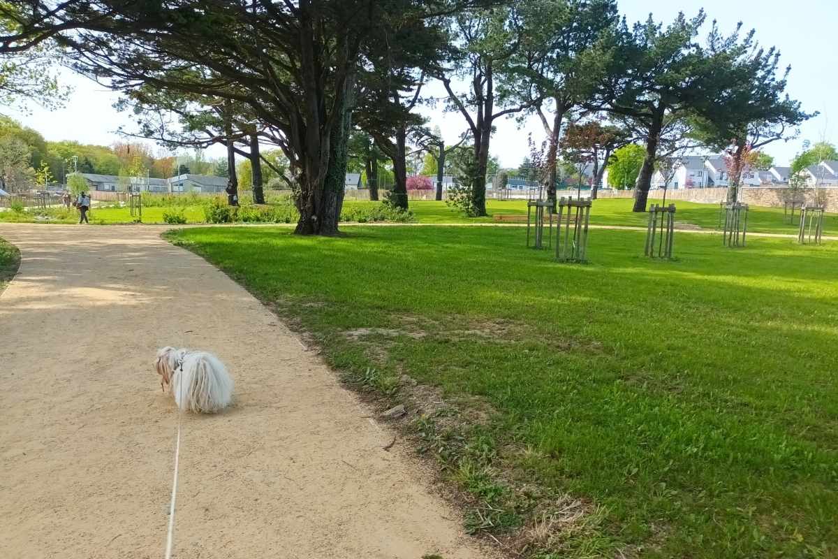 Parcs et Jardins avec son chien : chien se promenant sur le sentier du parc noël le maresquier à Saint-Nazaire