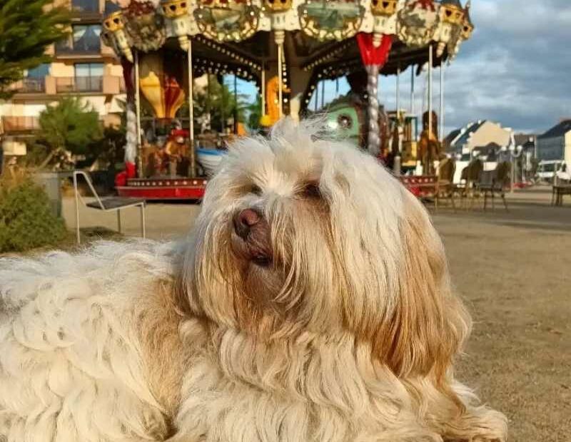 Chien allongé sur un banc devant le manège sur square Hervo à Pornichet