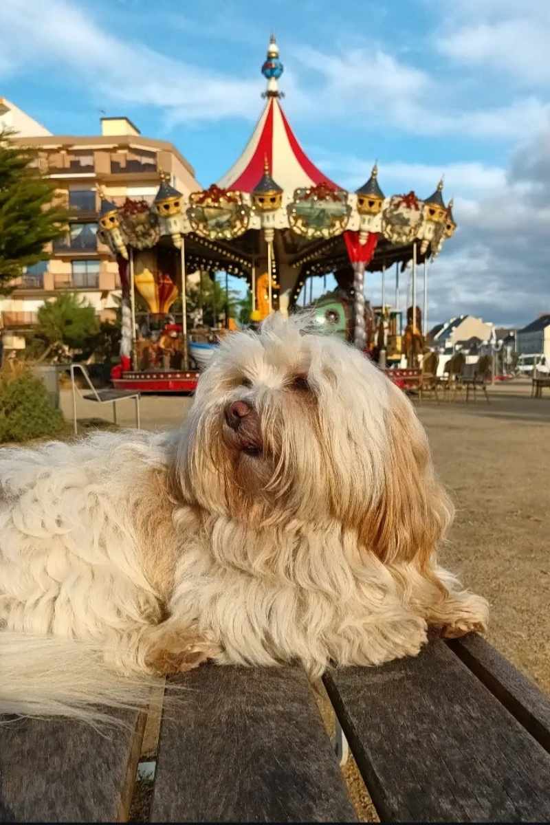 Chien allongé sur un banc devant le manège sur square Hervo à Pornichet