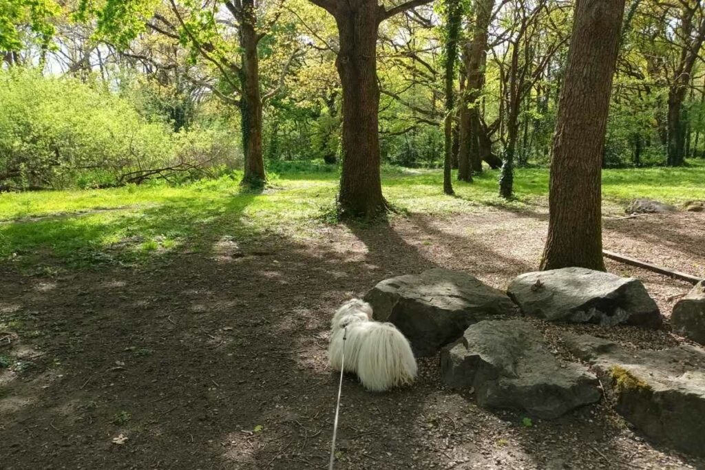 chien reniflant de gros rochers le long d’un sentier du bois d’Avalix à Saint-Nazaire