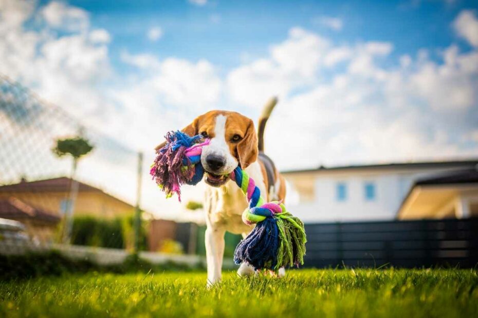 Photo d’un chien dans le jardin du gîte municipal lors des son séjour au Pouliguen en Loire-Atlantique