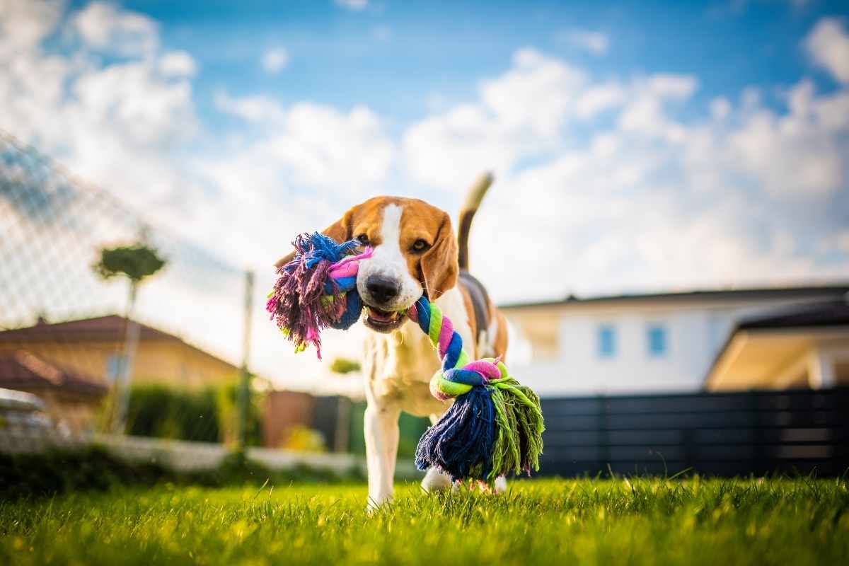 Photo d’un chien dans le jardin du gîte municipal lors des son séjour au Pouliguen en Loire-Atlantique
