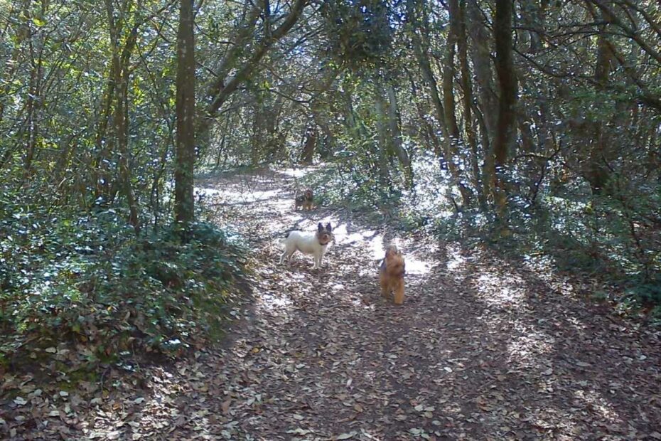 trois chiens sur le sentier des Landes de Cavaro à Pornichet répondant au rappel lors d’une balade en forêt