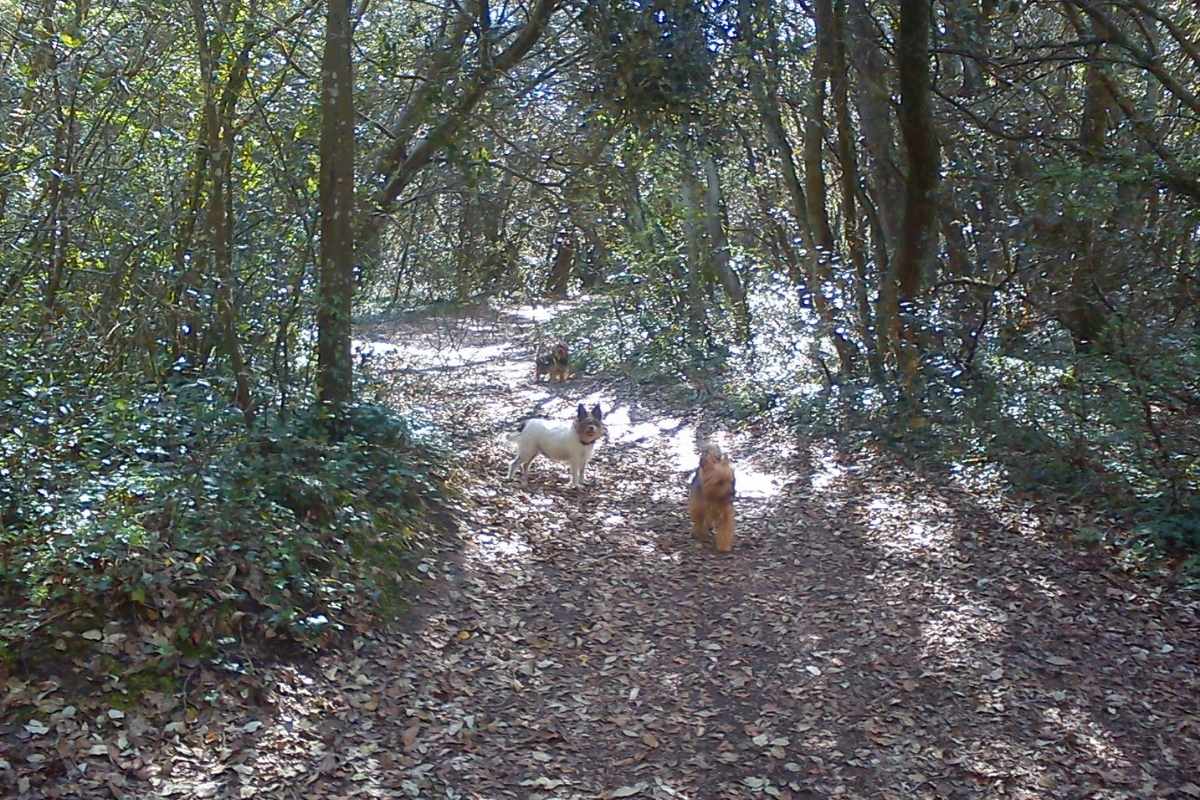 trois chiens sur le sentier des Landes de Cavaro à Pornichet répondant au rappel lors d’une balade en forêt