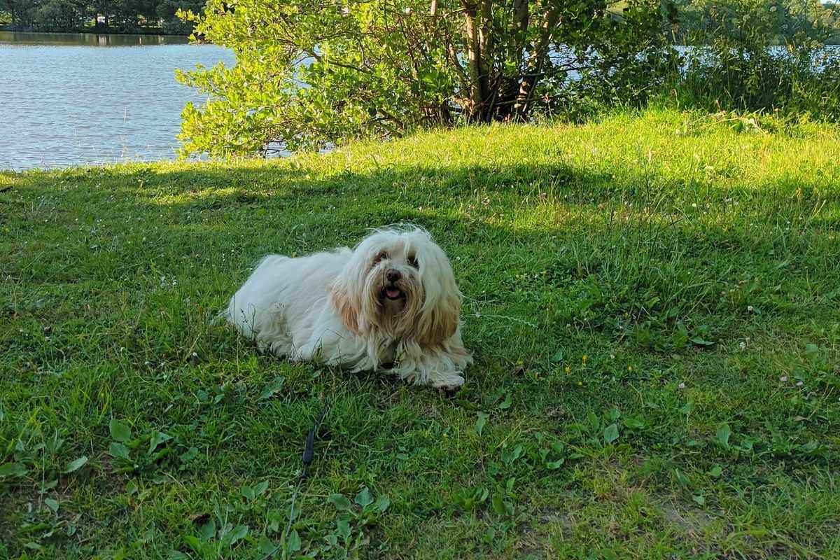 chien allongé à l’ombre dans l’herbe au bord de l’étang du bois Joalland à Saint-Nazaire pendant une période de chaleur en Presqu’île guérandaise