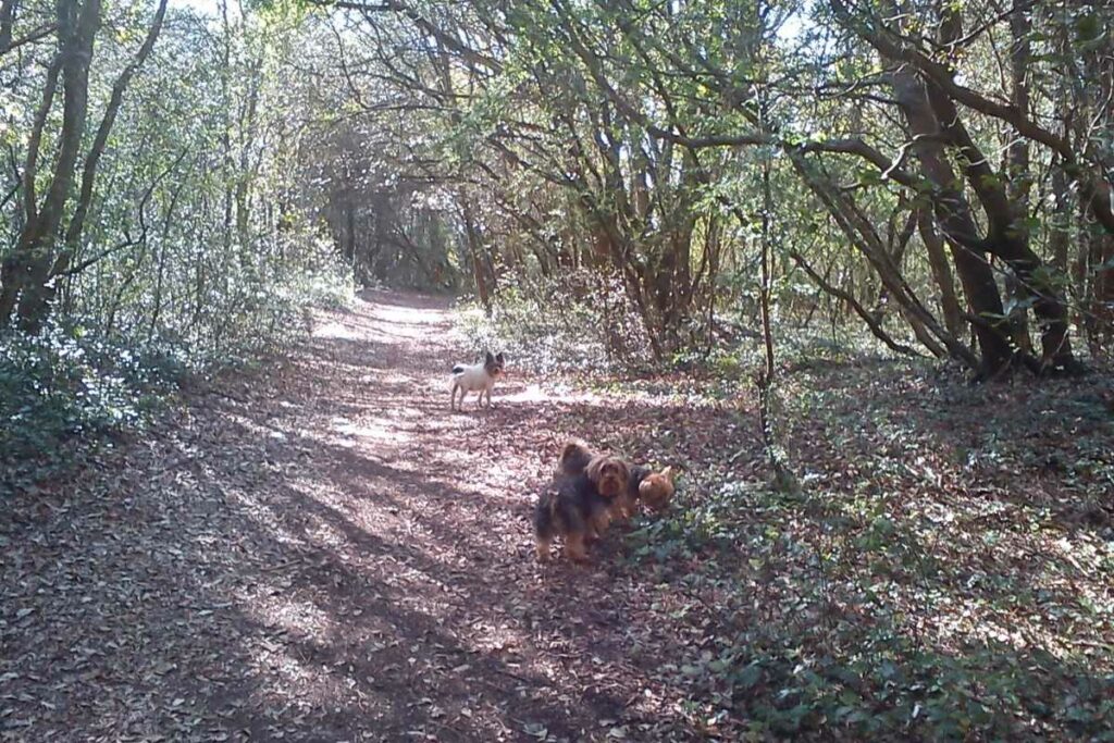 trois chiens en balade dans les Landes de Cavaro à Pornichet, deux d’entre eux reniflant le sentier forestier