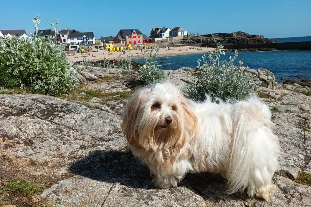 Inspirations & Séjours avec son chien : chien sur les rochers avec en arrière plan la plage Saint-michel de Batz sur mer lors d'une balade printanière
