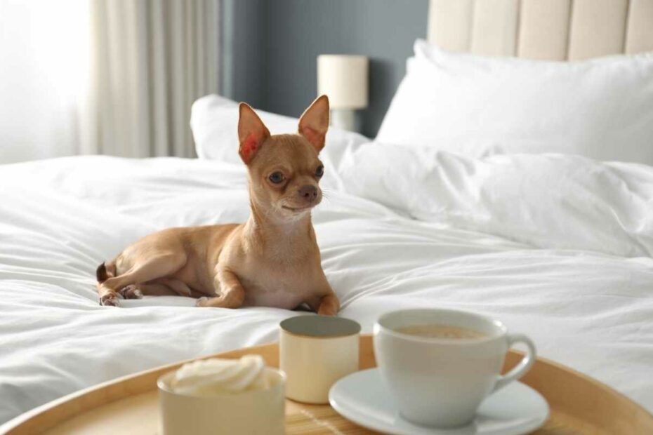 Normandy hôtel accepte les petits chiens pour un séjour à Pornichet