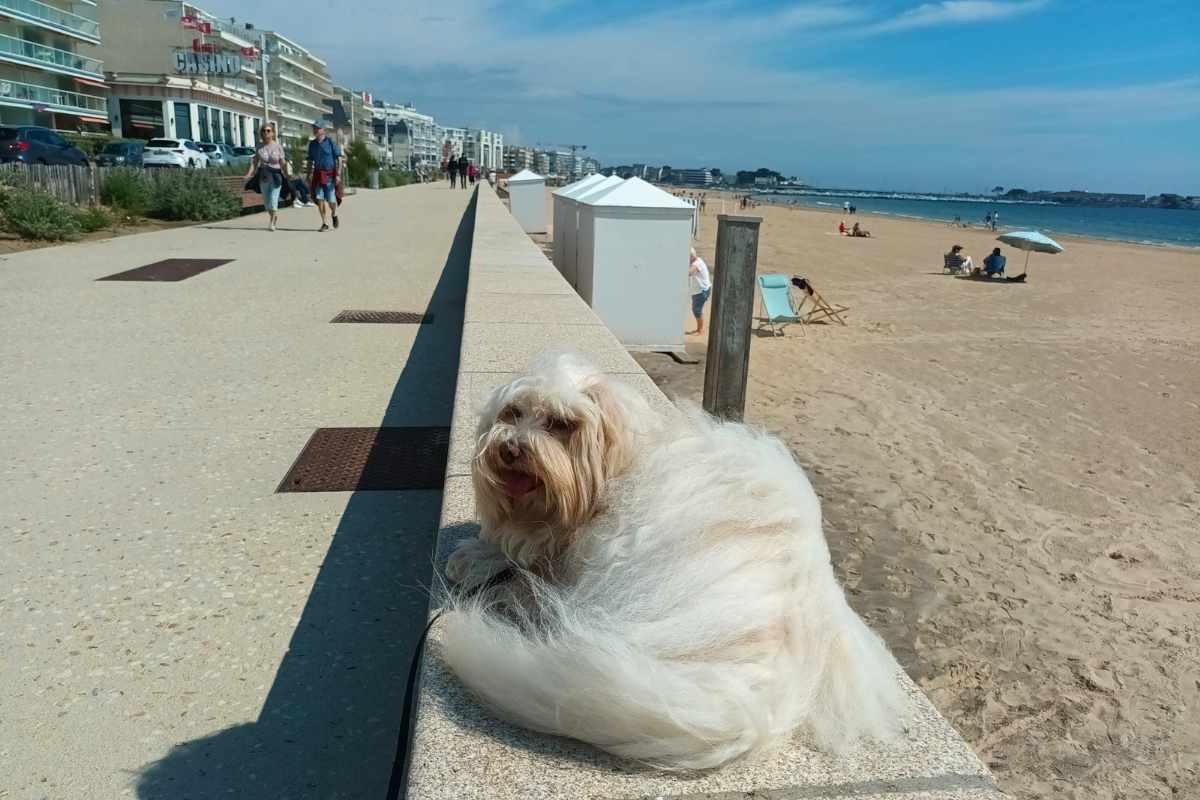 chien allongé sur un muret face à la plage des Libraires à Pornichet avec le casino et la promenade en arrière-plan