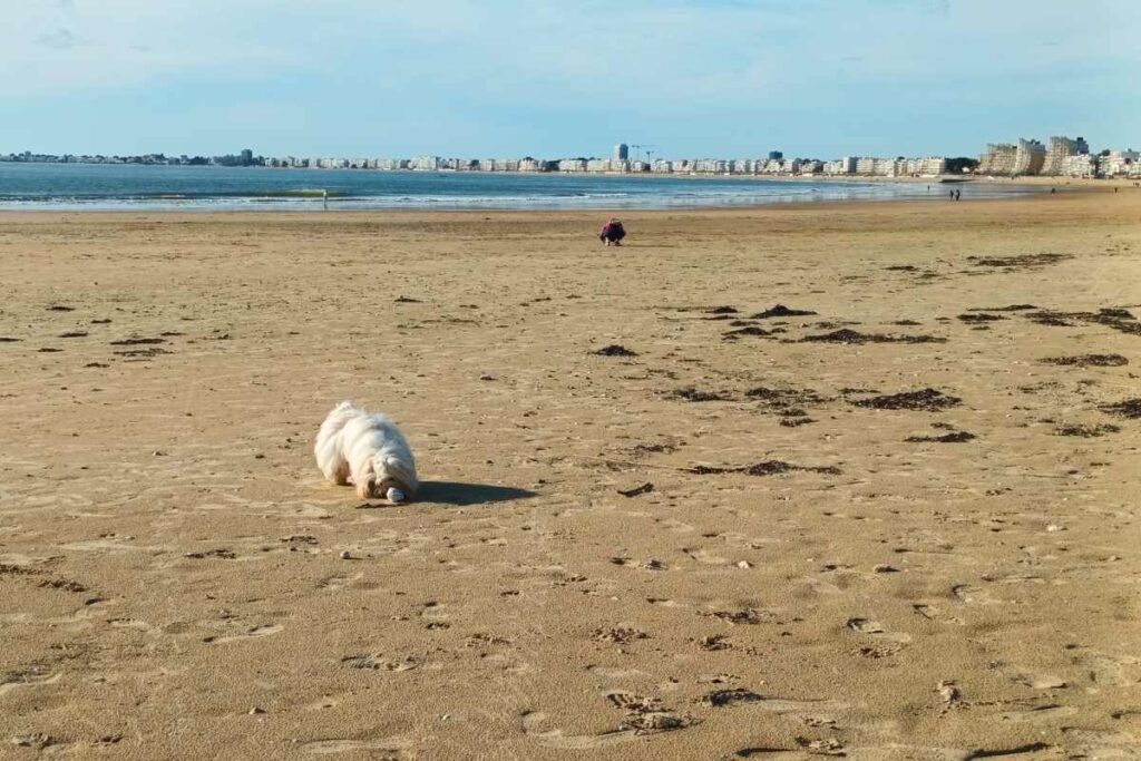 chien reniflant un coquillage sur la plage des Libraires à Pornichet
