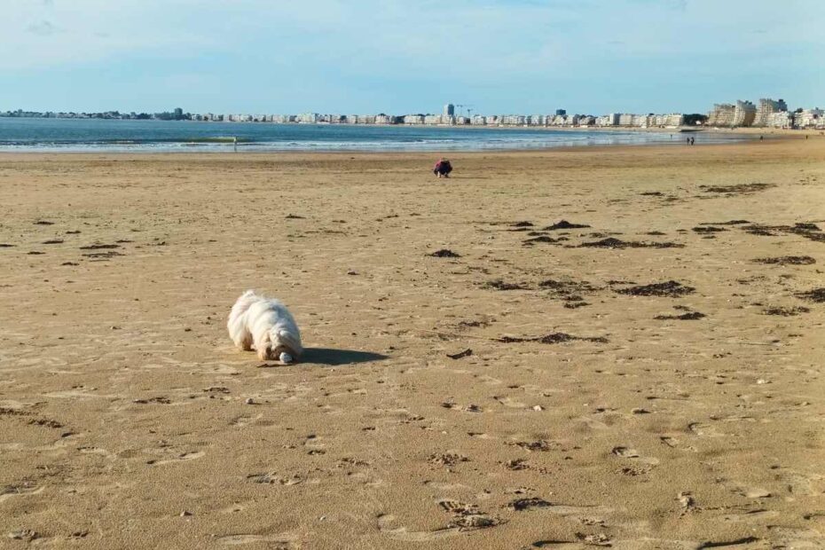 chien reniflant un coquillage sur la plage des Libraires à Pornichet