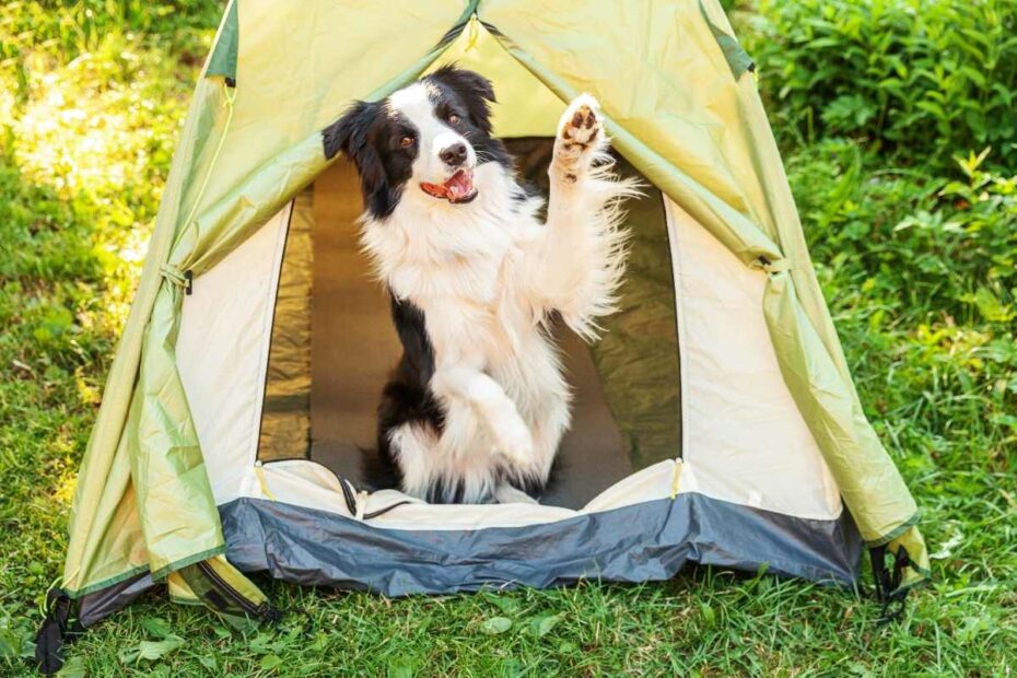 Camping Les Amis de la Nature à Piriac-sur-Mer acceptant les chiens dans un cadre naturel à 150 mètres de la plage de Pors-er-Ster