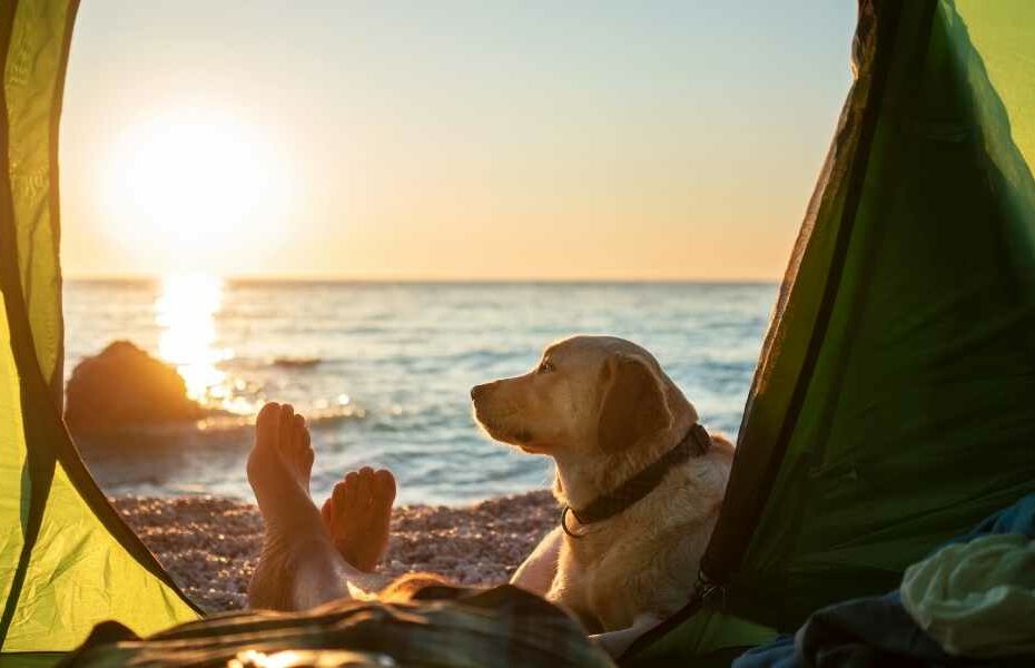 Camping Au Soir d’Été à Mesquer acceptant les chiens au cœur des marais salants près de la plage de Quimiac