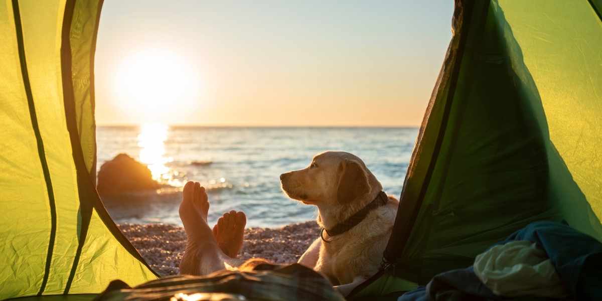Camping Au Soir d’Été à Mesquer acceptant les chiens au cœur des marais salants près de la plage de Quimiac