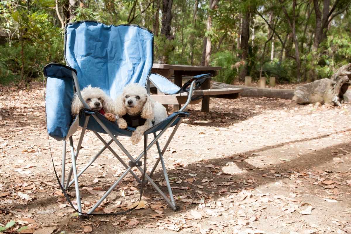 Camping Fleur de Brière à Saint-Lyphard acceptant les chiens dans un cadre naturel près de Kerhinet