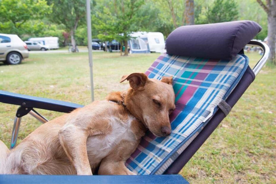 Camping Les Amis de la Nature à Piriac-sur-Mer acceptant les chiens à proximité de la plage de Pors-er-Ster