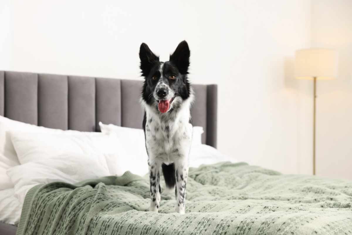 Hôtel Eco Nuit à Guérande acceptant les chiens de toutes tailles pour un séjour économique en Loire-Atlantique