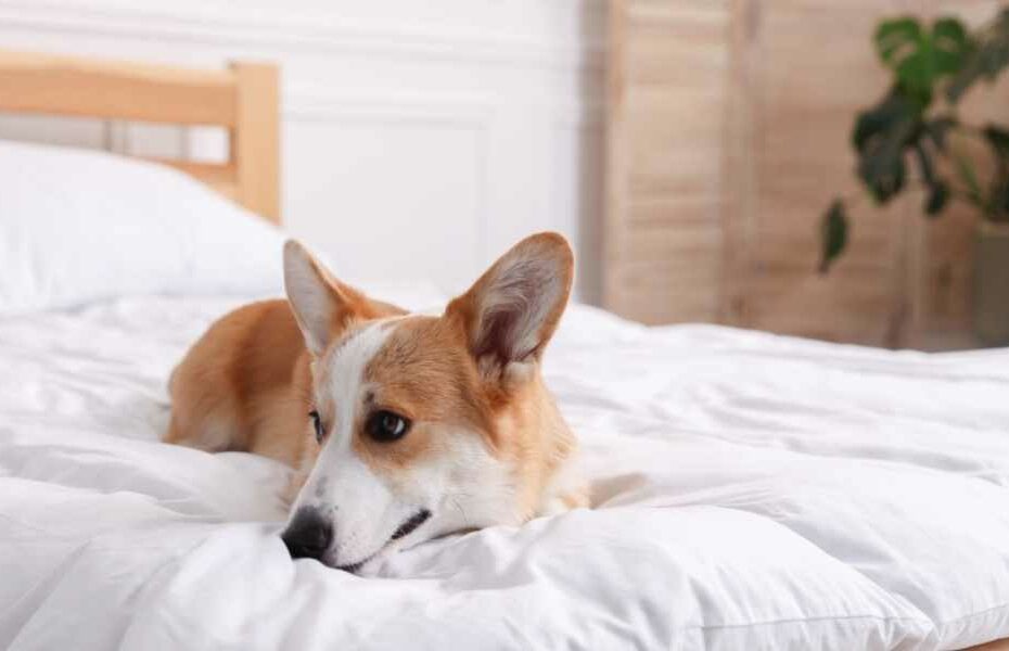 Hôtel Les Embruns à Batz-sur-Mer acceptant les chiens à proximité de la côte sauvage et de la plage Valentin