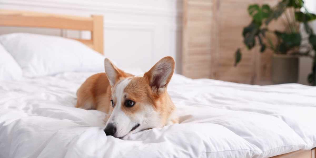 Hôtel Les Embruns à Batz-sur-Mer acceptant les chiens à proximité de la côte sauvage et de la plage Valentin