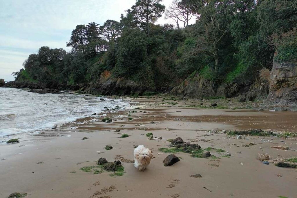 chien qui court sur la plage de trébézy à Saint-Nazaire, autorisée aux chiens toute l'année