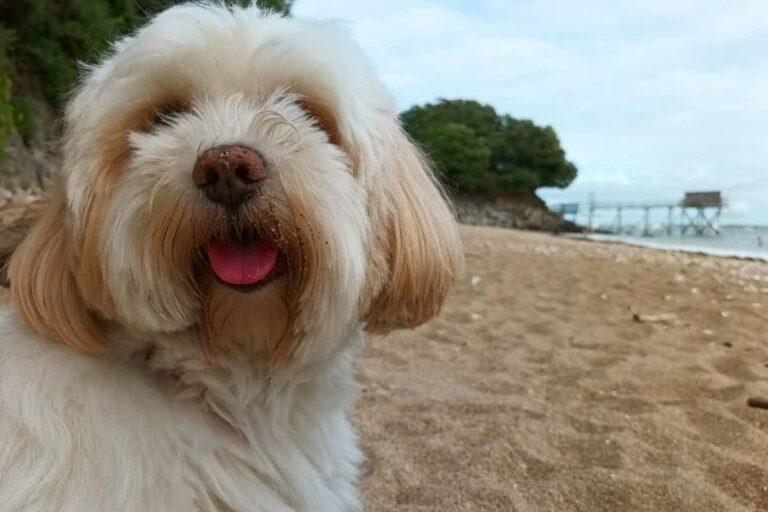 chien heureux sur la plage de Trébézy à Saint-nazaire, autorisée aux chiens toute l'année