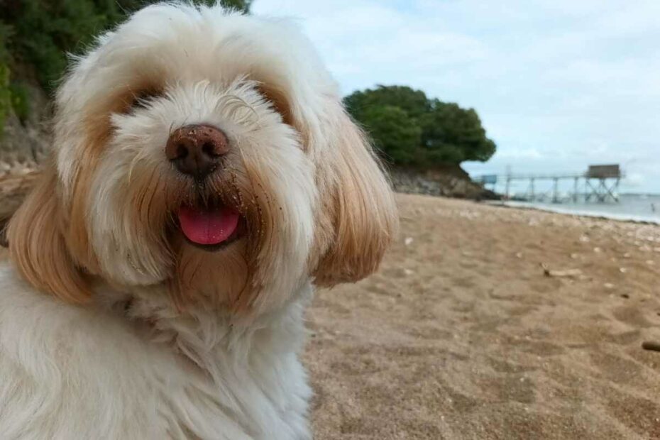chien heureux sur la plage de Trébézy à Saint-nazaire, autorisée aux chiens toute l'année