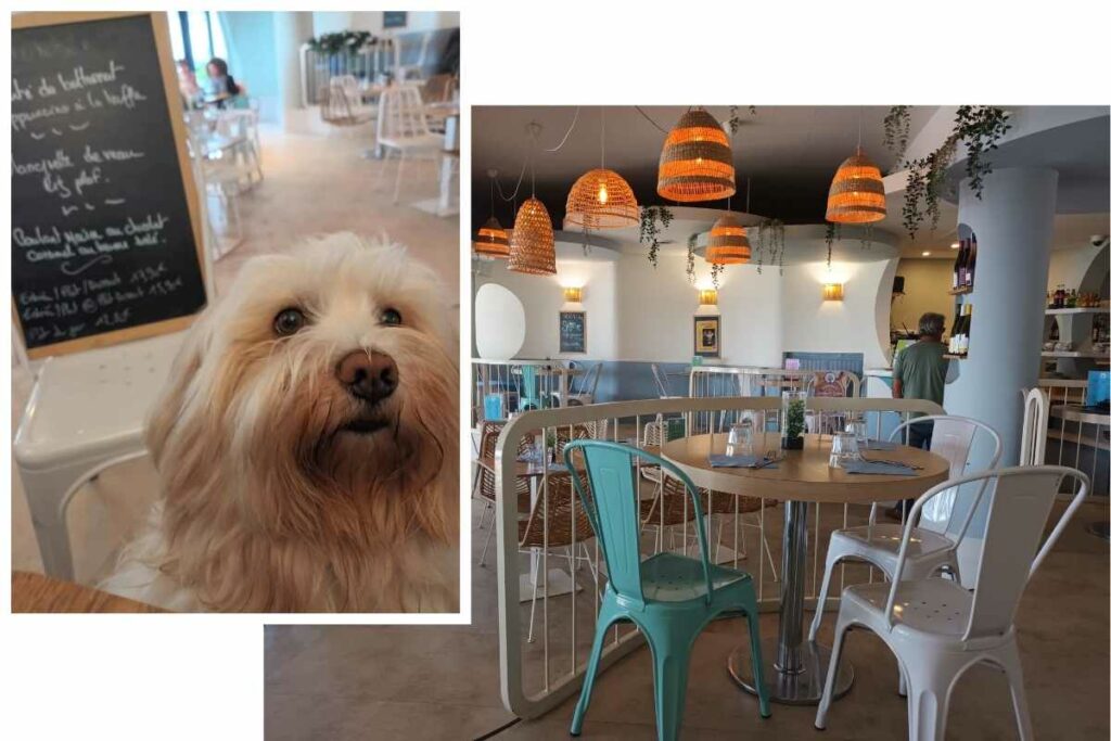 Chien qui fait le beau devant l’ardoise du menu de la crêperie Suzette, avec une vue sur la salle intérieure de ce restaurant nazairien accueillant les chiens