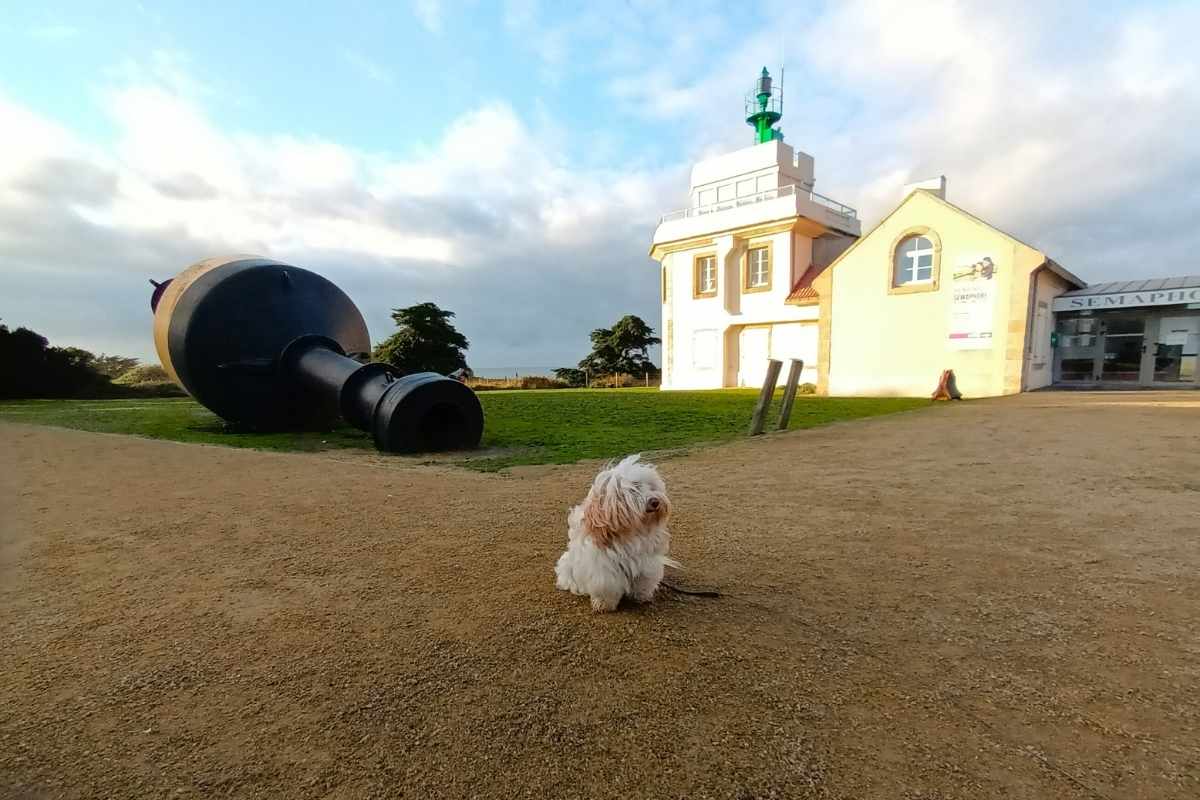 chien assis devant le sémaphore de la pointe Saint-Gildas à côté d'une bouée maritime à Préfailles