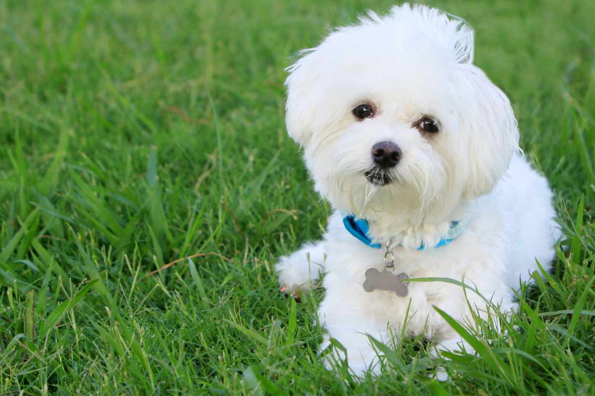 Bichon allongé dans l’herbe portant un collier bleu avec une médaille en forme d’os