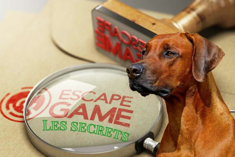 chien prêt pour commencer Les Secrests, un escape game en Loire-Atlantique